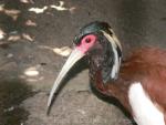 Madagascar crested ibis