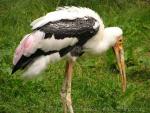Painted stork *