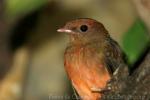 Guianan red cotinga *