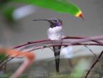 Oasis hummingbird *