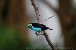 Paradise tanager