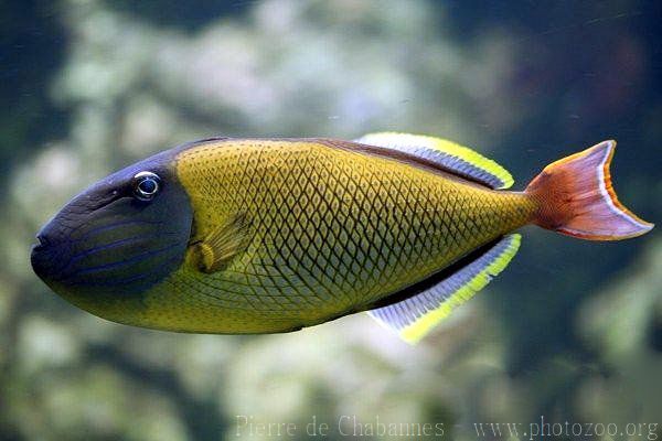 Redtail triggerfish *