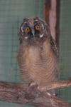 Northern long-eared owl