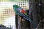 Red-rumped parrot
