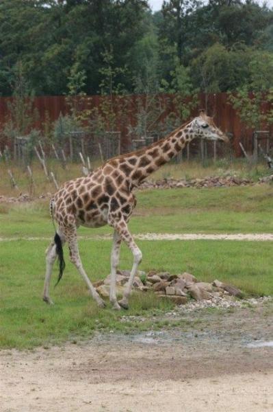 Northern giraffe