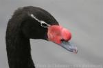 Black-necked swan