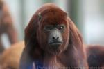 Colombian red howler