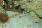 Flagtail shrimpgoby