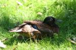 Laysan duck