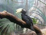 Black hornbill *