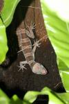 Malayan forest gecko