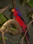 Red-and-blue lory *