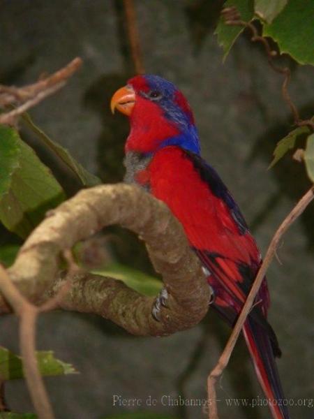 Red-and-blue lory *