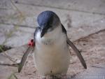 Little penguin *