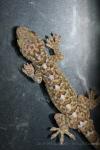 Scientiadventura gecko