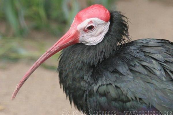 Southern bald ibis