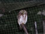 Eurasian pygmy-owl *