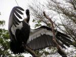 Indian white-backed vulture *