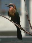 White-fronted bee-eater *