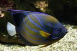 Bluering angelfish