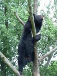 Indochinese black bear *