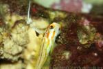 Red-spotted longfin goby