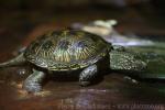 Pacific pond turtle *