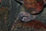 Purplemouth moray *