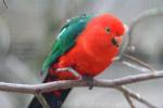 Australian king-parrot