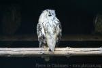 Russian eagle-owl