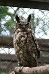 South-American great horned owl