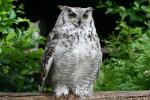 Subarctic great horned owl