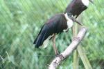 Indochinese woolly-necked stork