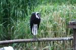 African woolly-necked stork