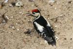 Great spotted woodpecker *
