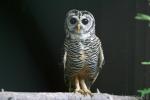 Chaco owl