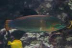 Cuvier's wrasse *