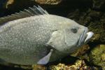 White-blotched grouper *