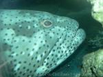 Atlantic goliath grouper *