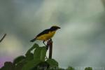 Thick-billed euphonia *