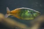 Boeseman's rainbowfish