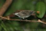 Hunter's sunbird *