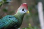 Red-crested turaco