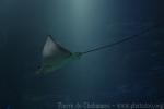 Ocellated eagle ray