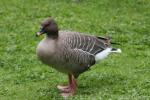 Pink-footed goose