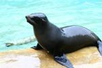 South American fur seal