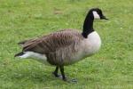 Atlantic Canada goose