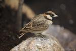 Fischer's sparrow-lark