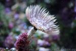 Magnificient feather duster