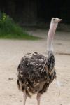 North African ostrich